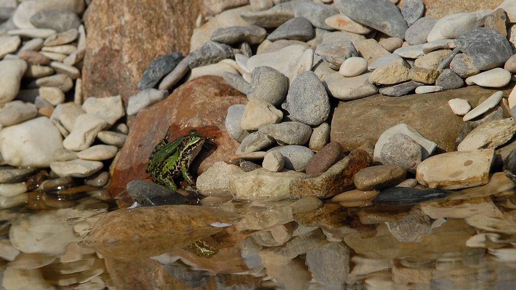 Teich frösche und stein 3
