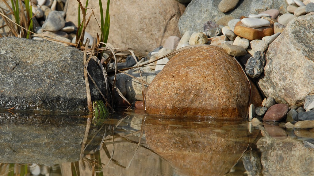 Teich frösche und stein 5
