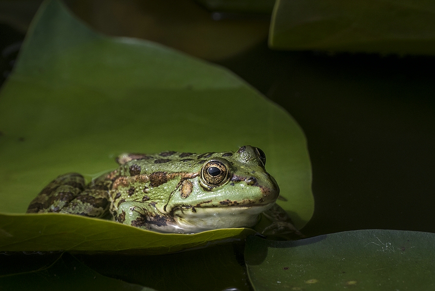 Teichfrosch 30-110