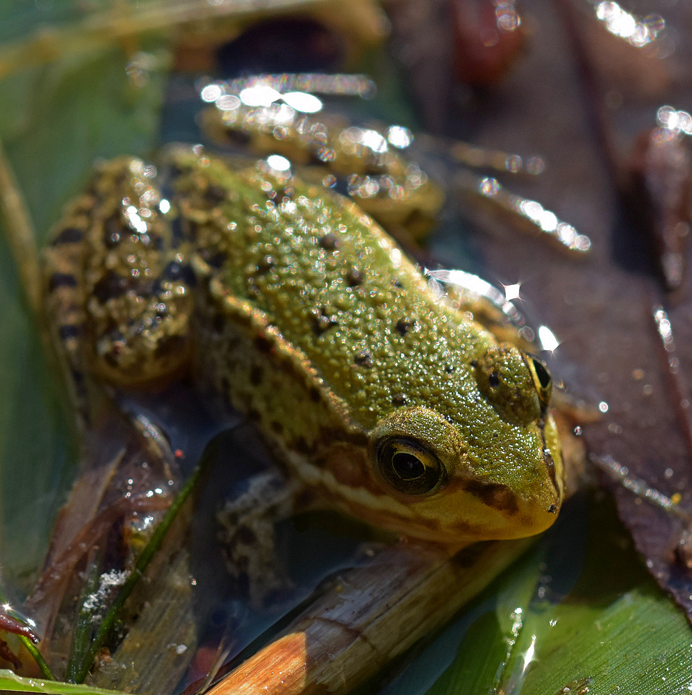 Teichfrosch juv.
