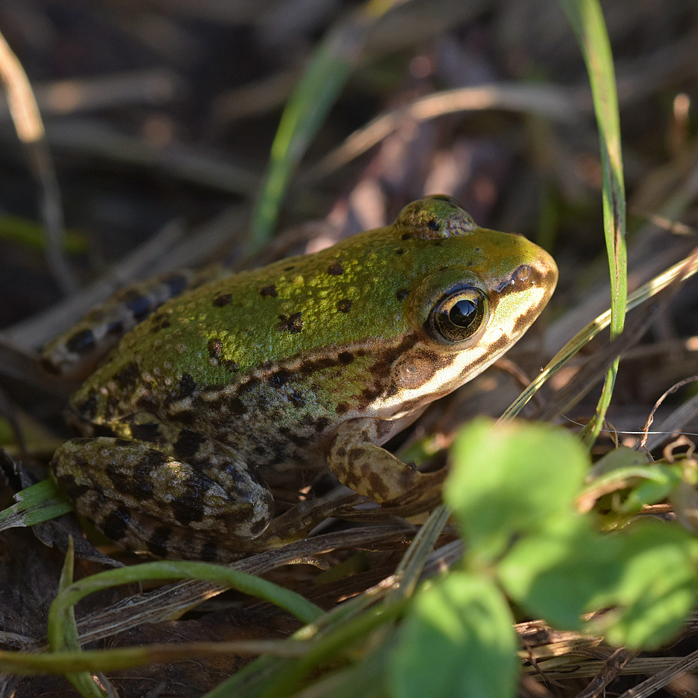Teichfrosch juv2.