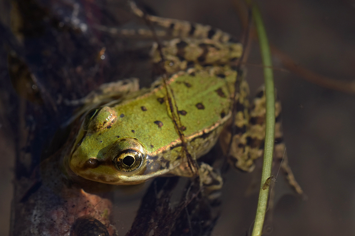 Teichfrosch juv3.