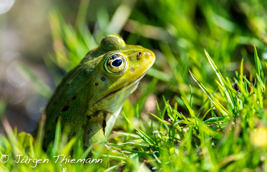 Teichfrosch