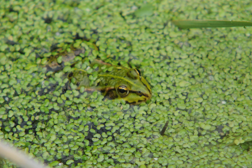 Teichfrosch