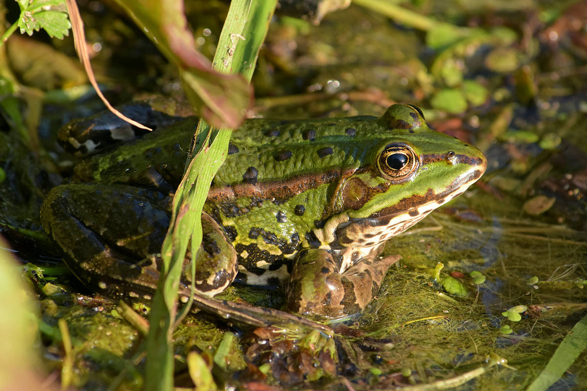 Teichfrosch2