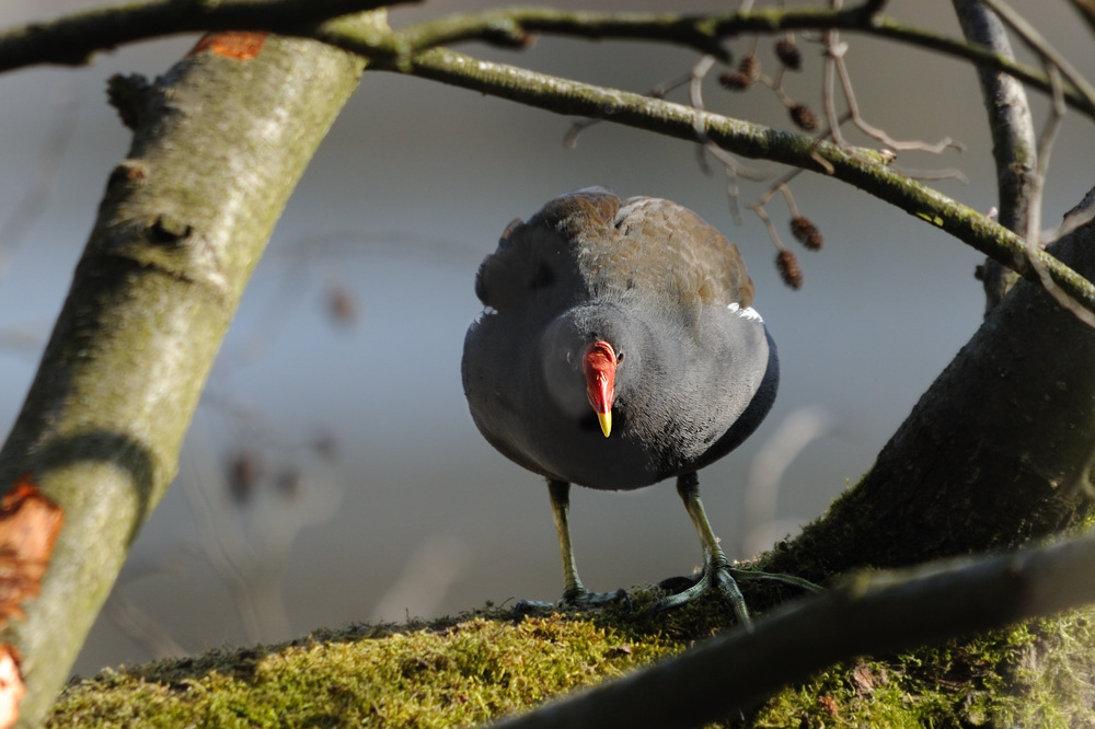 Teichhuhn auf dem Baum