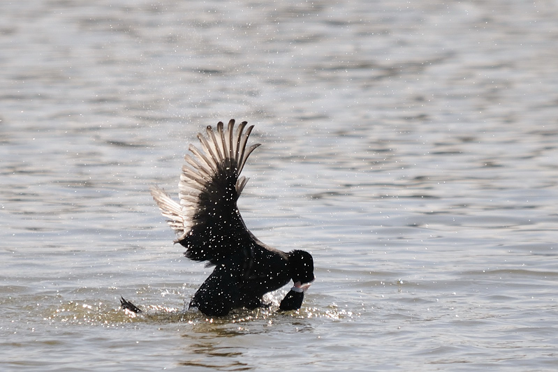 Teichhuhn Kampf 07