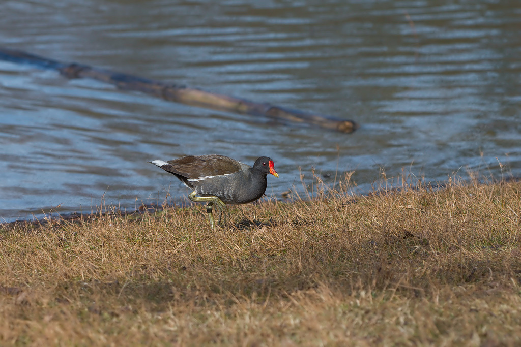 Teichhuhn
See im Marienbergpark/Nürnberg