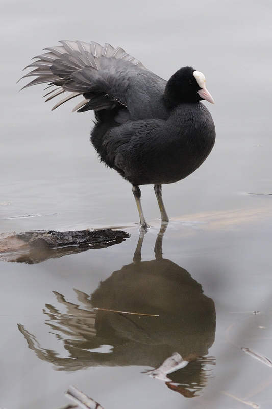 Teichhuhn WoehrderSee 06