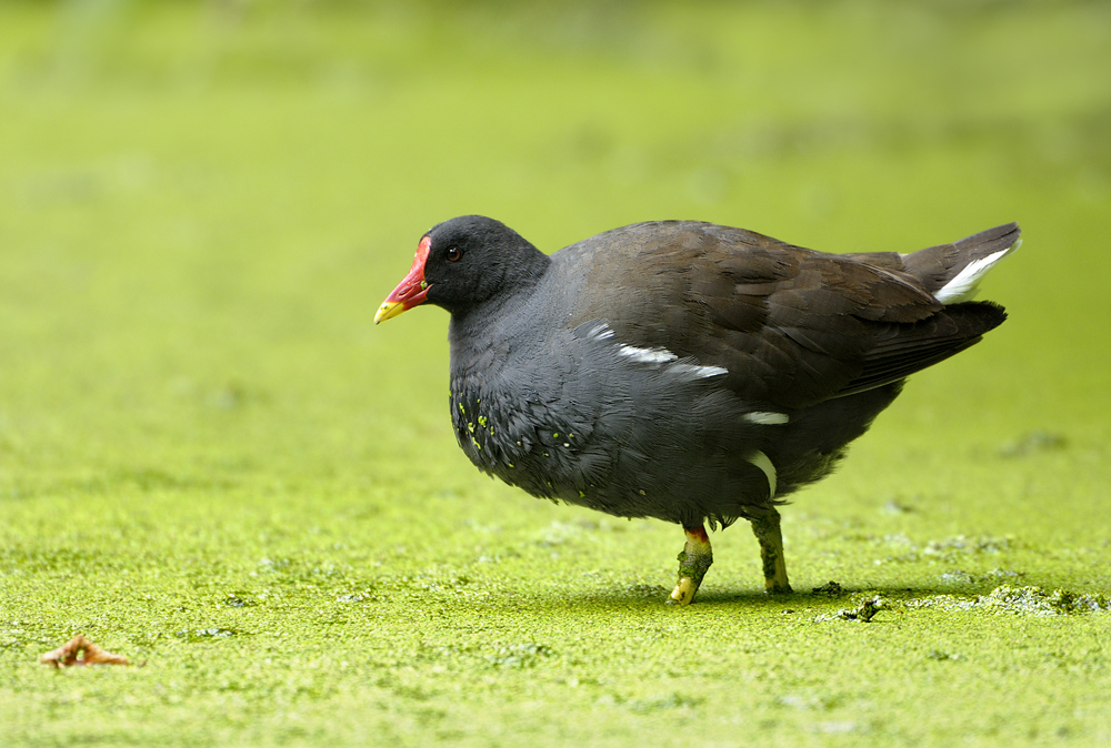 Teichhuhn0334