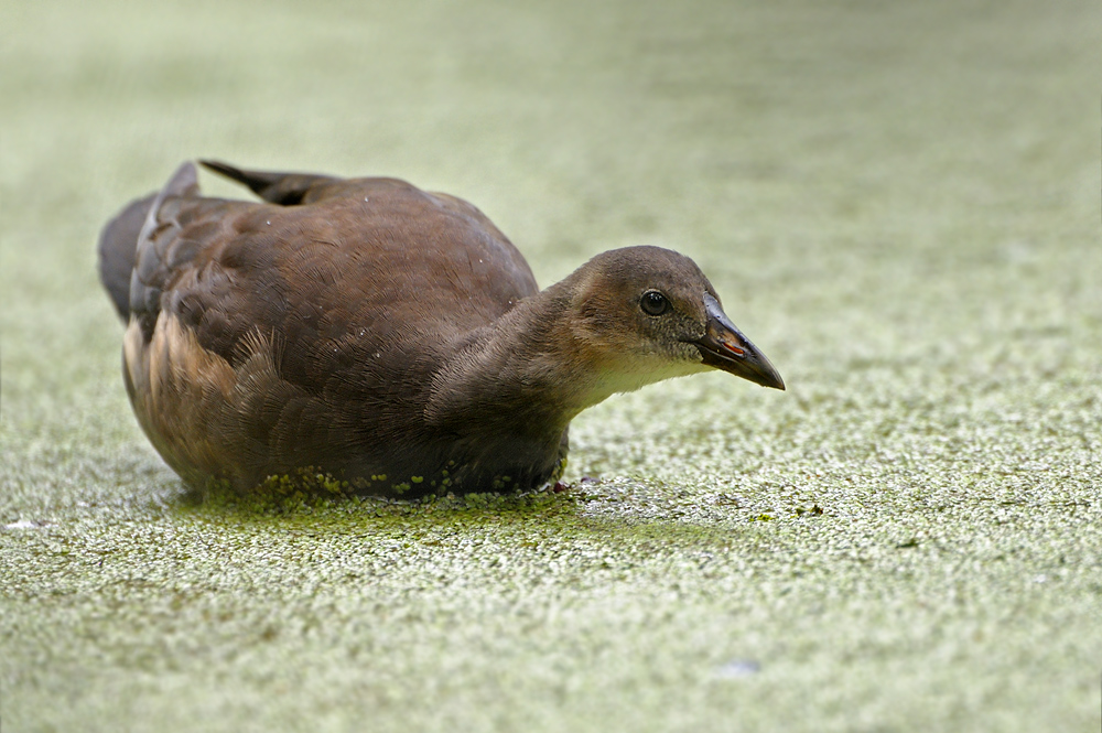 Teichhuhn0358a