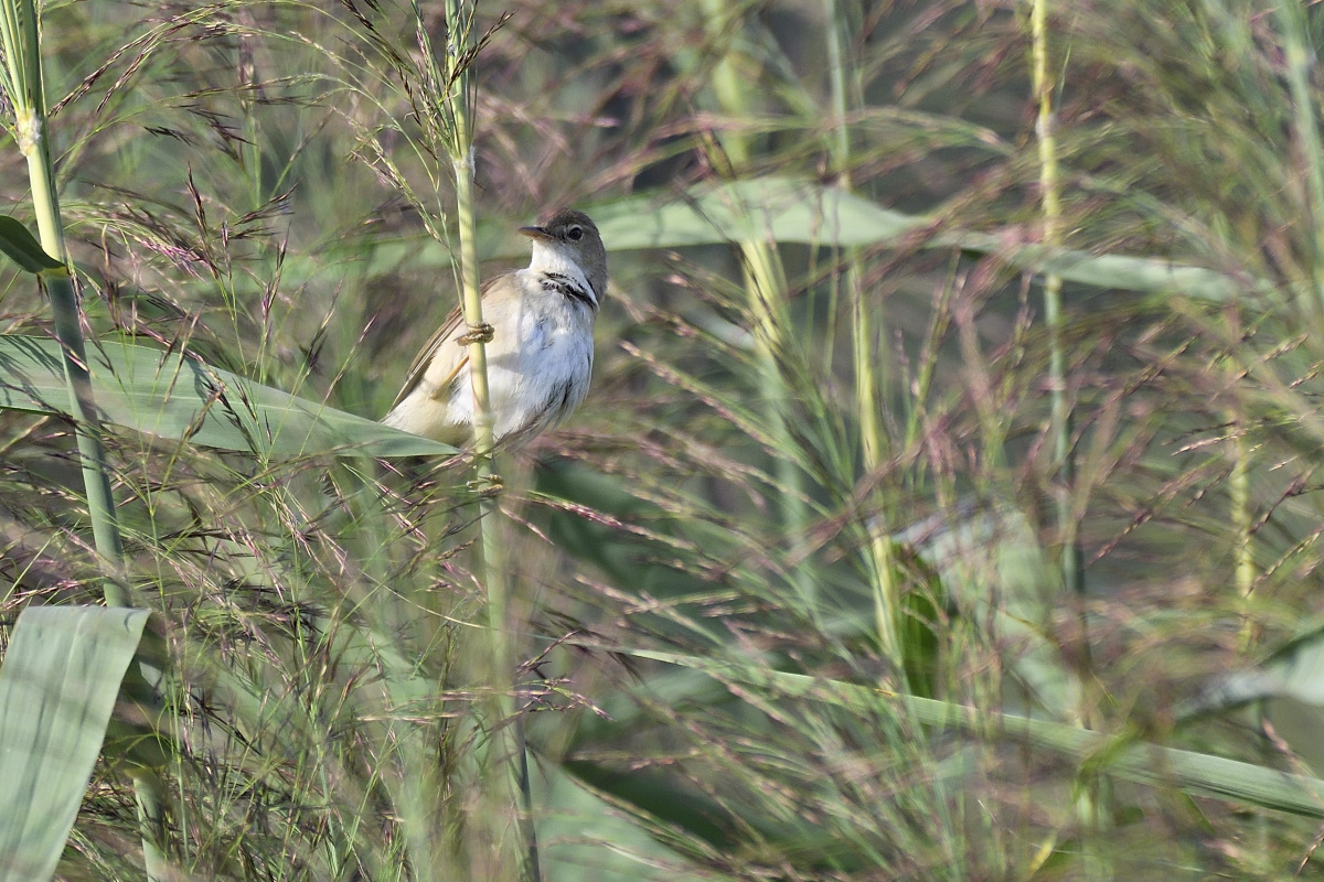 teichrohrsaengerPHE4396s