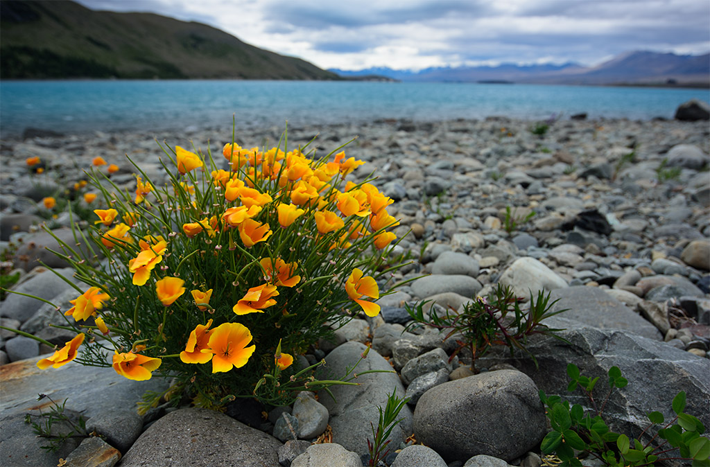 Tekapo Blumen See klein