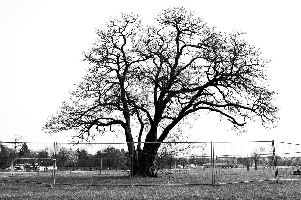 Tempelhofer Baum