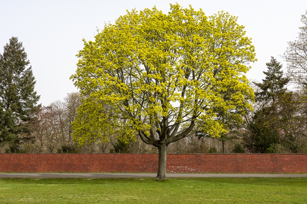 Tempelhofer Baum