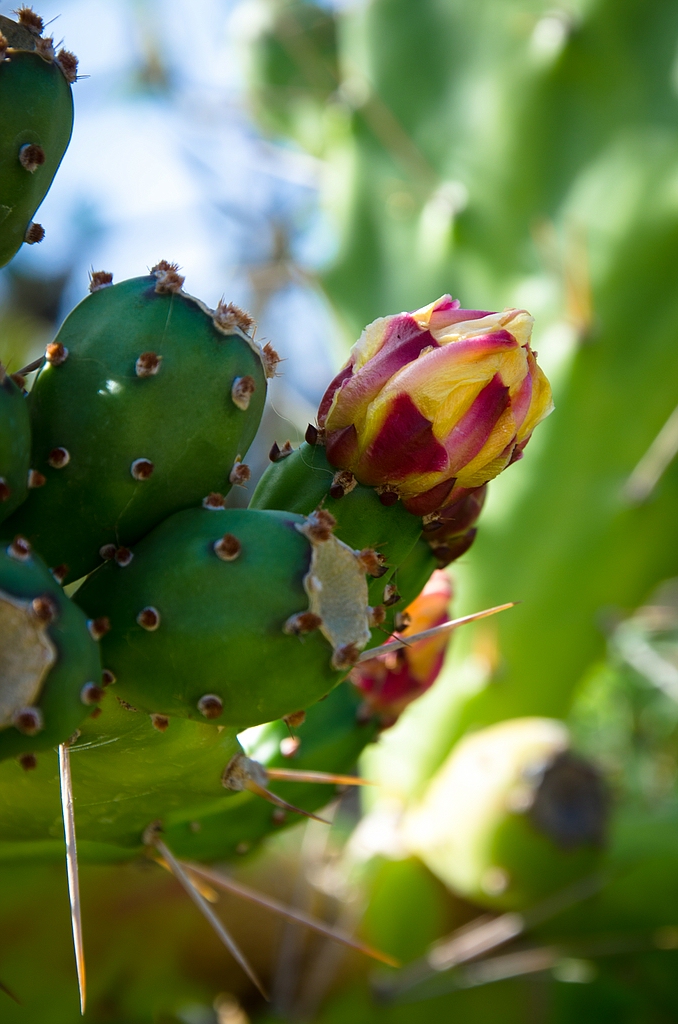 Teneriffa DSC 3415