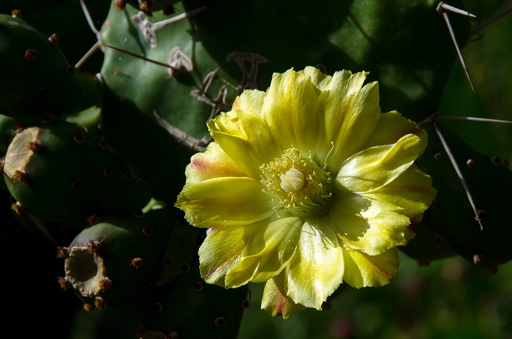 Teneriffa DSC 3417