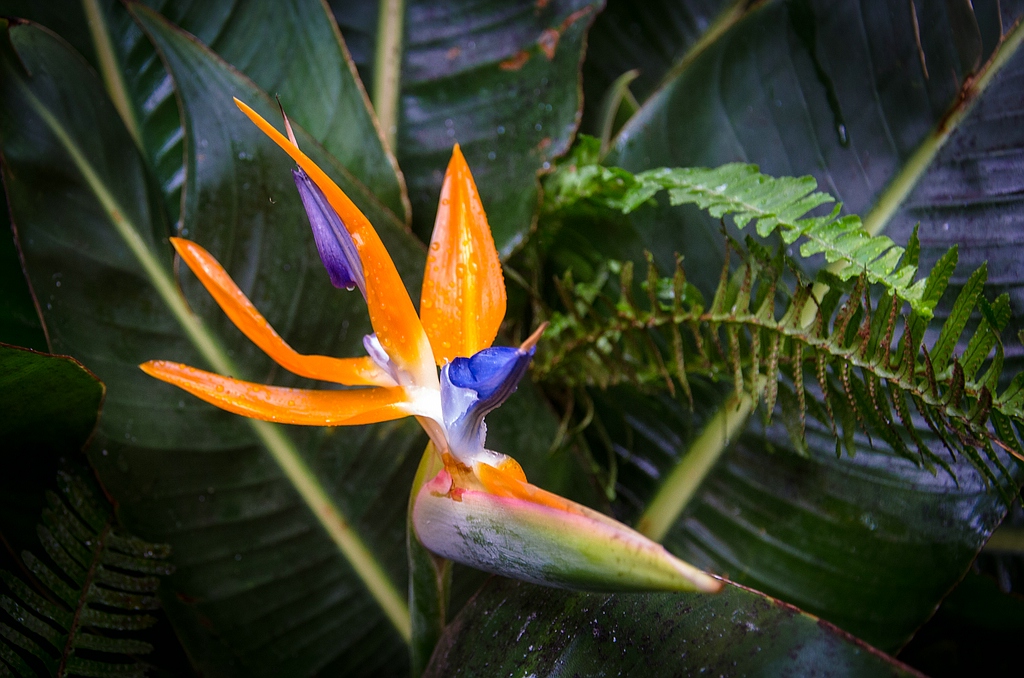 Teneriffa DSC 3483