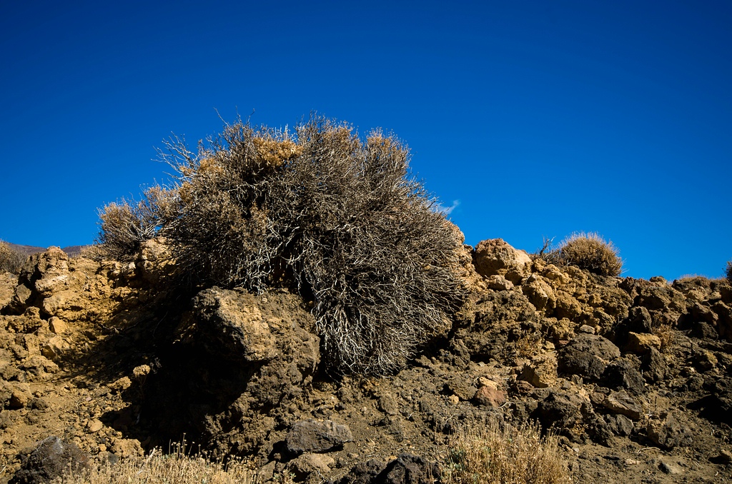 Teneriffa DSC 3952