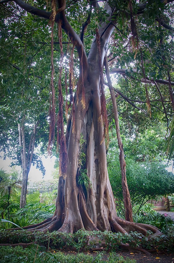 Teneriffa DSC 4325 HDR