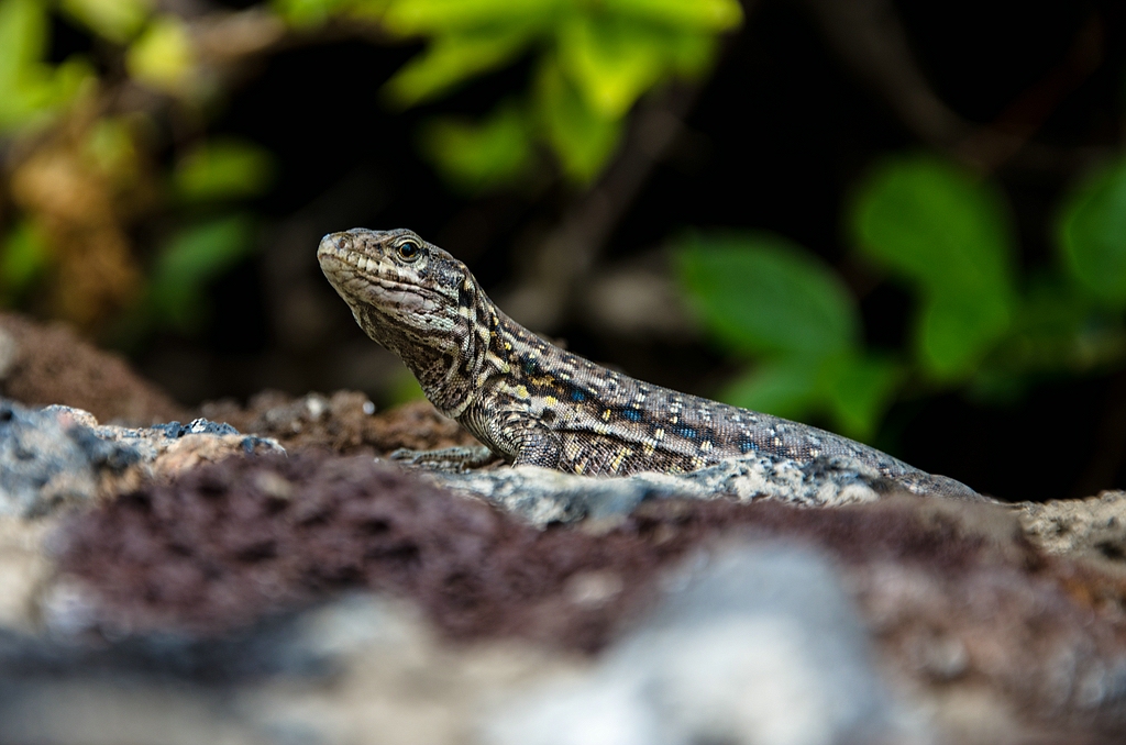 Teneriffa DSC 4475