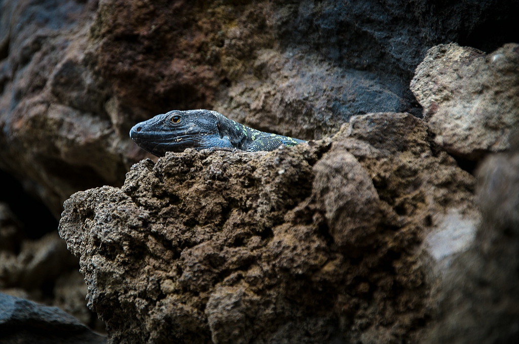 Teneriffa DSC 4480