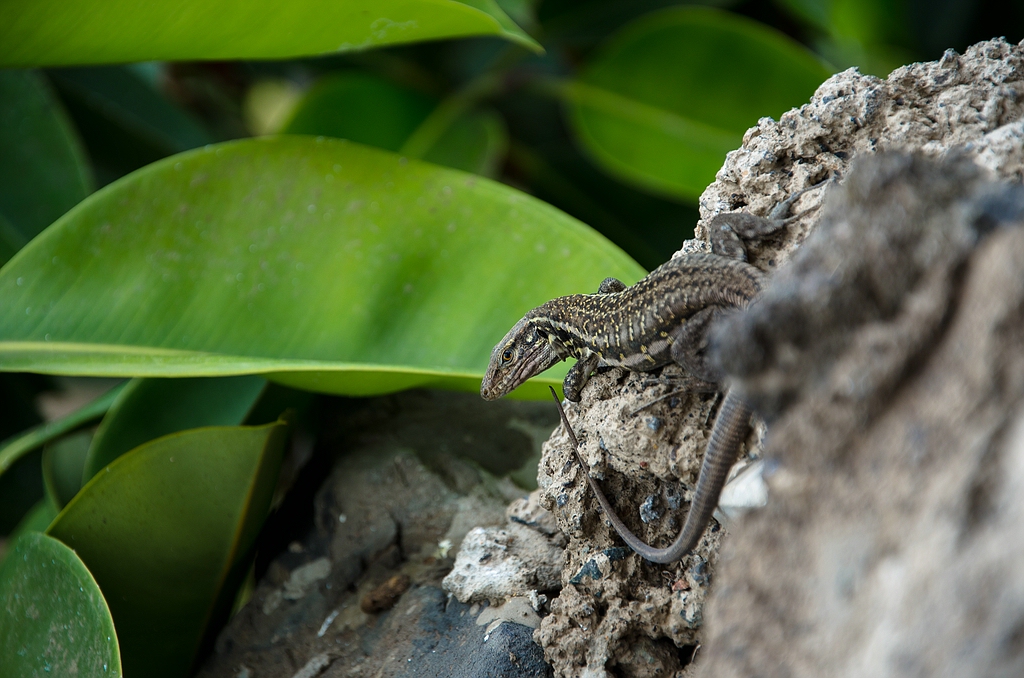Teneriffa DSC 4482