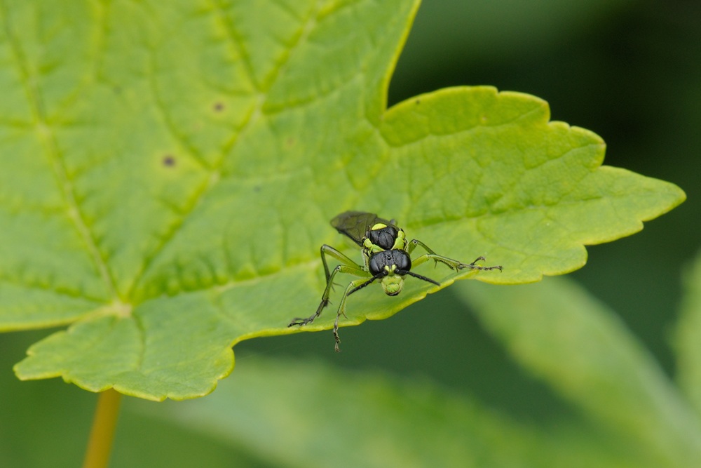 Tenthredo mesomela / Blattwespe 2