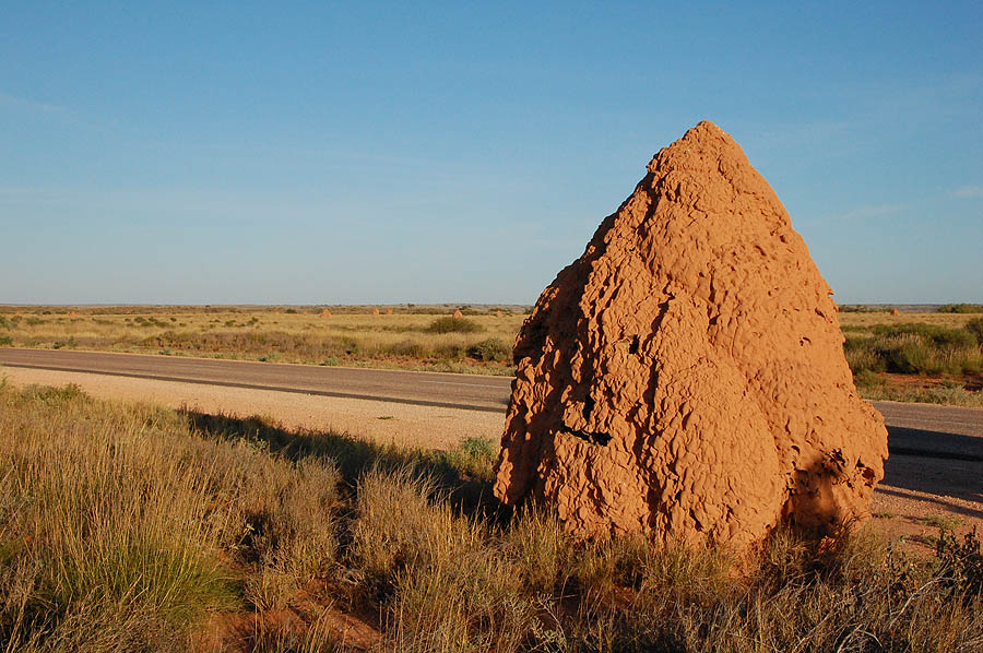 Termiten
