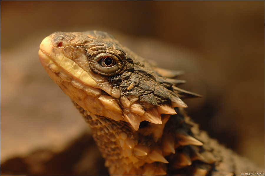 Terrazoo Rheinberg D2X 10002 1
· http://www.nikon-fotografie.de/vbulletin/showpost.php?p=1069739&postcount=5