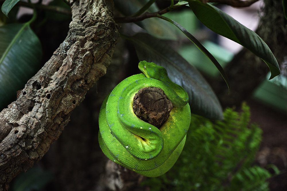 Terrazoo5