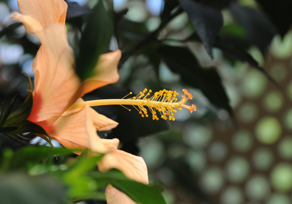 test botanika_001_10.jpg