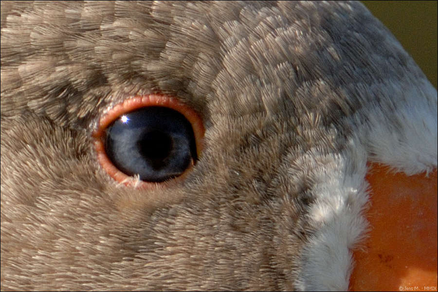 Test Gans D2X 6823 1a 100% Crop
· http://www.nikon-fotografie.de/vbulletin/showpost.php?p=1039994&postcount=154