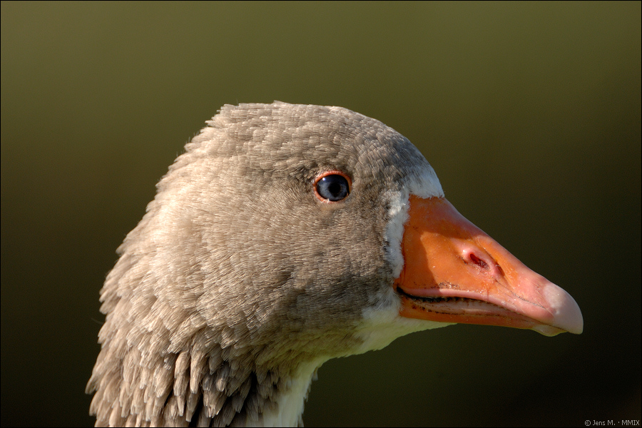 Test Gans D2X 6823 1a
D2X, TC-17E II, 200-400/4, 680mm (1020mm KB), ISO 200, 1/350stel, F8, Freihand, VR On

· http://www.nikon-fotografie.de/vbulleti