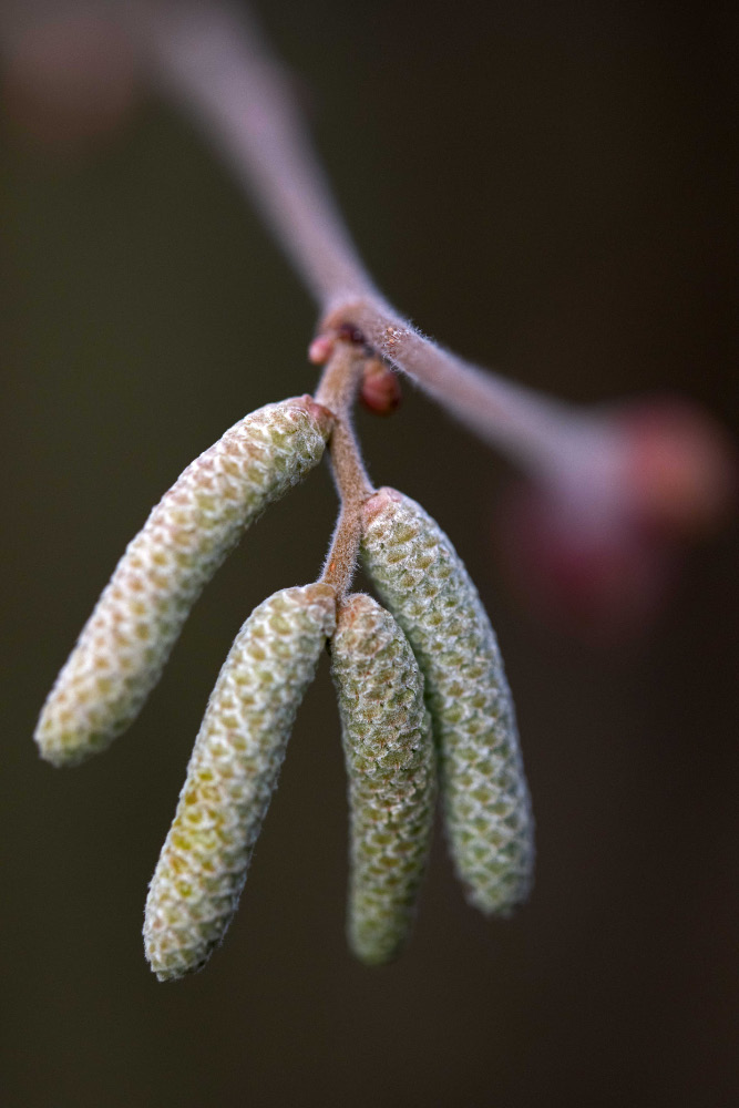 Test Z 7 II-4.jpg