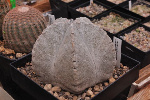 test2 /Keine Tiefenschärfe