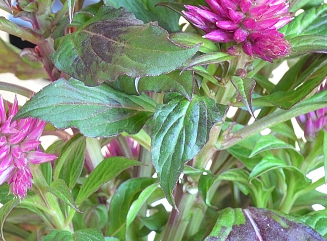 test9 (1) AF