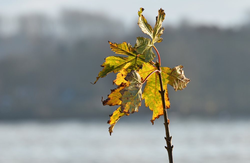 Testbild D7000
