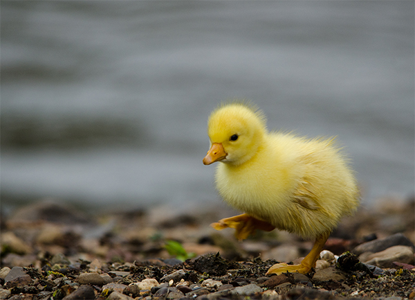Testbild Sigma 150-500
