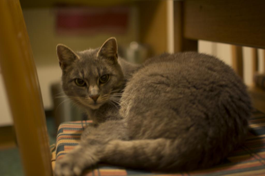Testbild