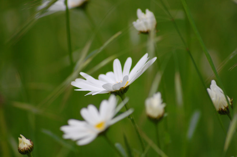 TestDaisies