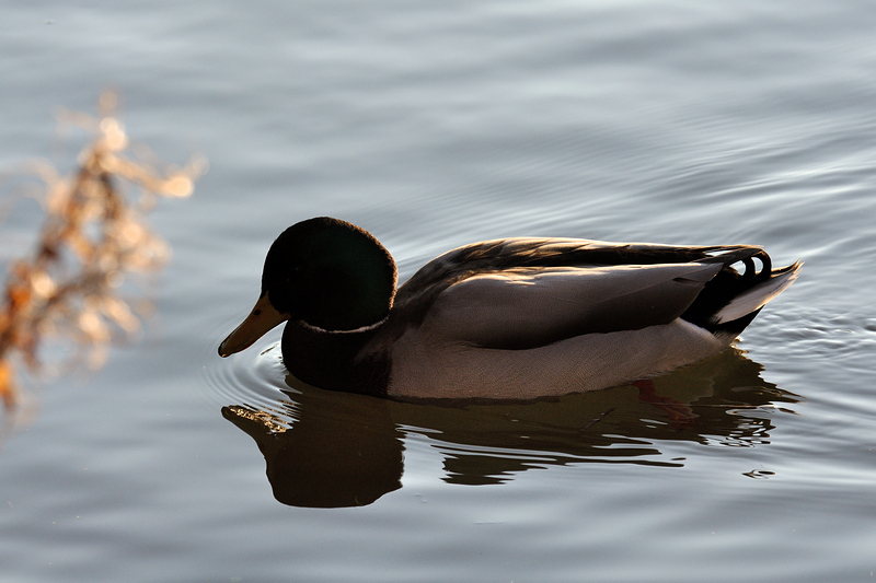 testente 1 800x600
(mit Exif-Daten)