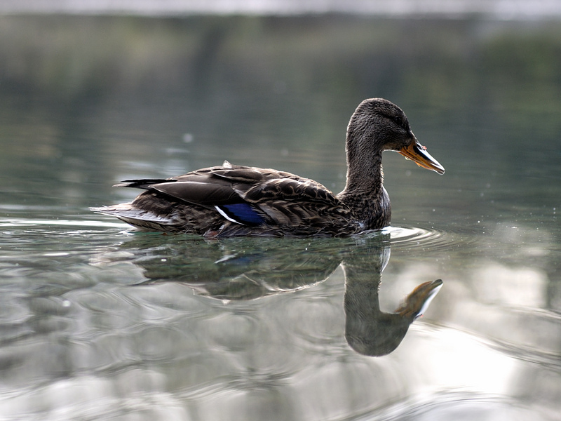 testente 11