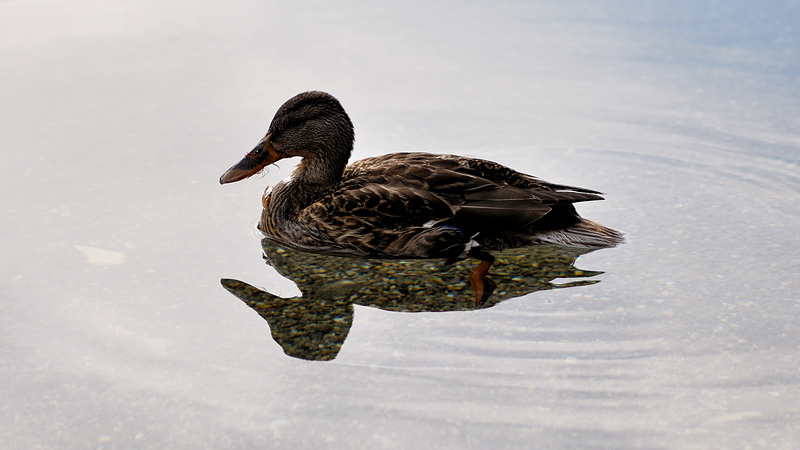 testente 12
