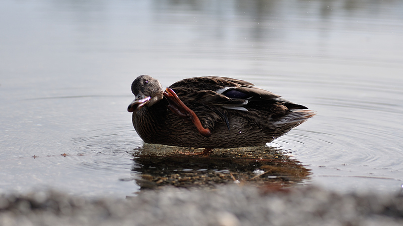 testente 13