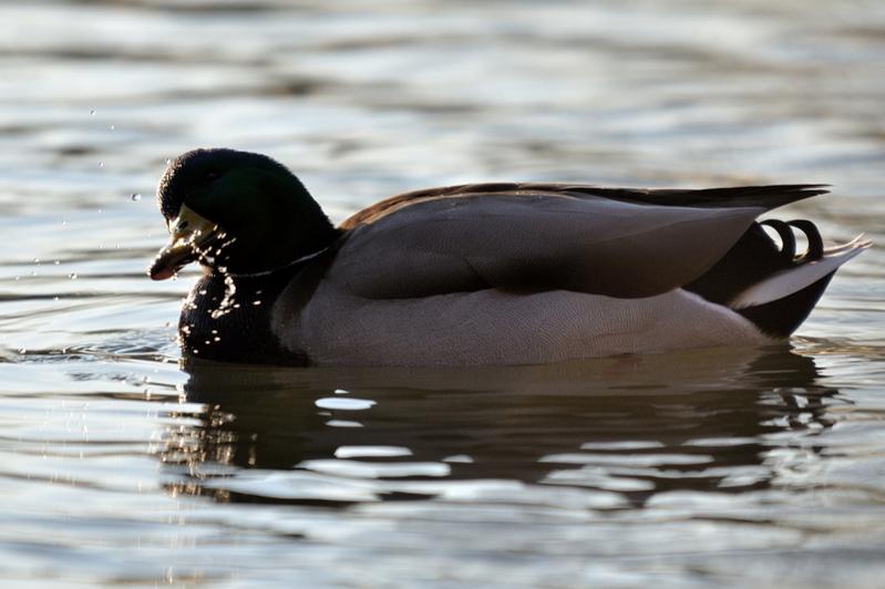 testente 2 800x600
(mit Exif-Daten)