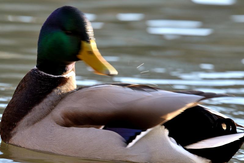 testente 4 800x600
(mit Exif-Daten)