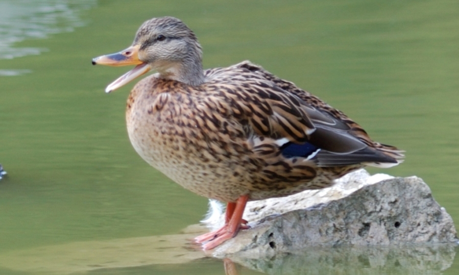 testente