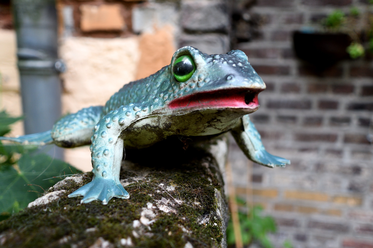 Testfrosch