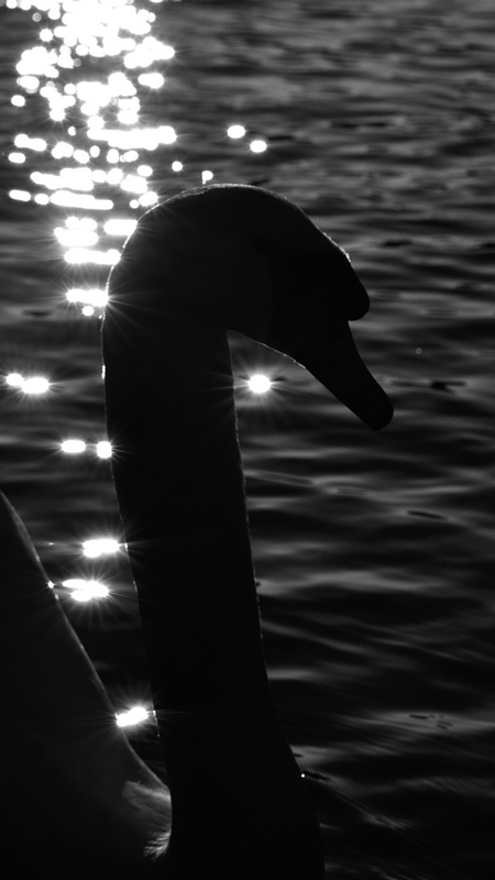 testschwan 1 600x800
(mit Exif-Daten)